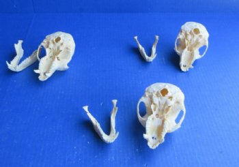 Male Vervet Monkey Skulls <font color=red> Wholesale</font> 4 to 4-1/2 inches - $164.99
