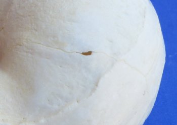 Male Vervet Monkey Skulls <font color=red> Wholesale</font> 4 to 4-1/2 inches - $164.99