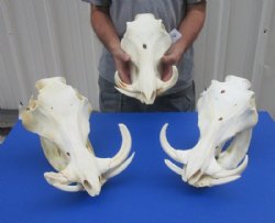12" to 15" Large Warthog Skulls <font color=red> Wholesale GRADE B QUALITY</font> with 4"  and Up Tusks - $99.99 each