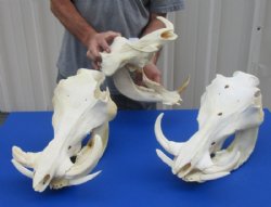 12" to 15" Large Warthog Skulls <font color=red> Wholesale GRADE B QUALITY</font> with 4"  and Up Tusks - $99.99 each