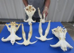 12" to 15" Large Warthog Skulls <font color=red> Wholesale GRADE B QUALITY</font> with 4"  and Up Tusks - $99.99 each