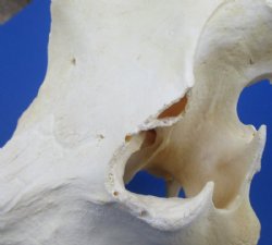 12" to 15" Large Warthog Skulls <font color=red> Wholesale GRADE B QUALITY</font> with 4"  and Up Tusks - $99.99 each