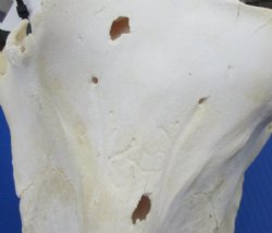 12" to 15" Large Warthog Skulls <font color=red> Wholesale GRADE B QUALITY</font> with 4"  and Up Tusks - $99.99 each