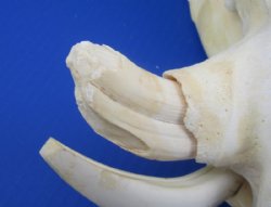 12" to 15" Large Warthog Skulls <font color=red> Wholesale GRADE B QUALITY</font> with 4"  and Up Tusks - $99.99 each