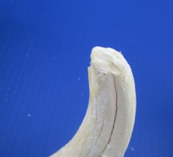 12" to 15" Large Warthog Skulls <font color=red> Wholesale GRADE B QUALITY</font> with 4"  and Up Tusks - $99.99 each