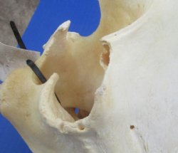 12" to 15" Large Warthog Skulls <font color=red> Wholesale GRADE B QUALITY</font> with 4"  and Up Tusks - $99.99 each