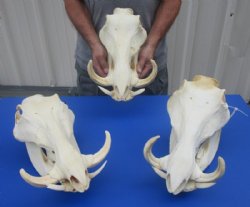 12" to 15" Large Warthog Skulls <font color=red> Wholesale</font> with 6" to 8" Tusks - $140.00 each; 3 @ $125.00 each 