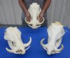 12 to 15 inches long Wholesale Large African Warthog Skulls for Sale with 5 to 7 inches Ivory Tusks  - Priced $94.99 each 
