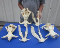 12" to 15" Large Warthog Skulls <font color=red> Wholesale</font> with 6" to 8" Tusks - $140.00 each; 3 @ $125.00 each 
