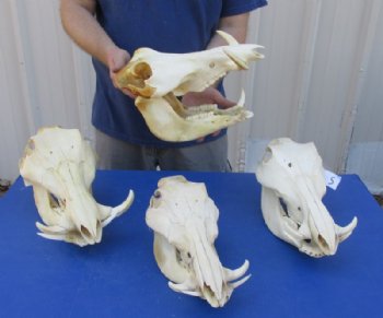Medium African Warthog Skull <font color=red> Wholesale</font> 10 to 13 inches with 3 to 6 inches Ivory Tusks - $110.00 each  3 or More @ $99.00 each