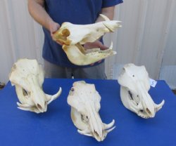 Medium African Warthog Skull <font color=red> Wholesale</font> 10 to 13 inches with 3 to 6 inches Ivory Tusks - $110.00 each  3 or More @ $99.00 each