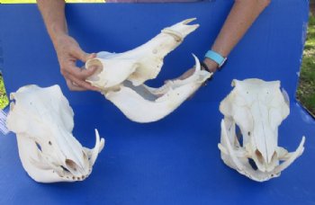 9 to 11 inches Small Warthog Skull with 1 to 3 inches Tusks - $90.00 each; <font color=red> Wholesale</font> 3 @ $75.00 each
