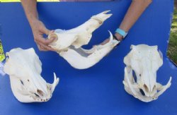 9 to 11 inches Small Warthog Skull with 1 to 3 inches Tusks - $90.00 each; <font color=red> Wholesale</font> 3 @ $75.00 each