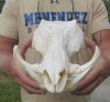 9 to 11 inches long Wholesale Small African Warthog Skulls for Sale with 2 to 4 inches Ivory Tusks - Minimum of 2 @ $65.00 each