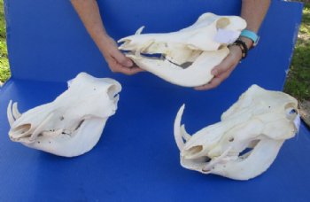 9 to 11 inches Small Warthog Skull with 1 to 3 inches Tusks - $90.00 each; <font color=red> Wholesale</font> 3 @ $75.00 each