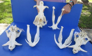 9 to 11 inches Small Warthog Skull with 1 to 3 inches Tusks - $90.00 each; <font color=red> Wholesale</font> 3 @ $75.00 each