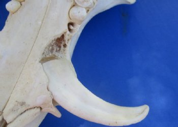 9 to 11 inches Small Warthog Skull with 1 to 3 inches Tusks - $90.00 each; <font color=red> Wholesale</font> 3 @ $75.00 each