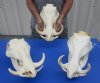 Extra Large <font color=red> Wholesale</font> Warthog Skulls for Sale with 8 to 10 inches Ivory Tusks - Pack of 3 @ <font color=red>$145.00</font> each