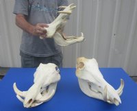 Extra Large Warthog Skulls <font color=red> Wholesale</font> with 8 to10 inches Ivory Tusks - 3 @ $162 (DELIVERY SIGNATURE REQUIRED)
