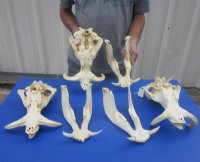 12 to 15 inches Extra Large African Warthog Skull <font color=red> Wholesale</font> with 8 to 10 inches Tusks - $179.99