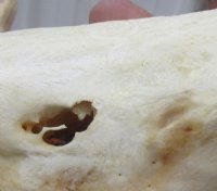 Extra Large Warthog Skulls <font color=red> Wholesale</font> with 8 to10 inches Ivory Tusks - 3 @ $162 (DELIVERY SIGNATURE REQUIRED)