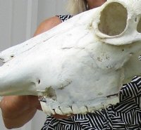 Real Asian Water Buffalo Skull with10 to 15 inches Horns, Grade B <font color=red> Wholesale</font> - 2 @ $80.00 each; 4 or More @ $70.00 each