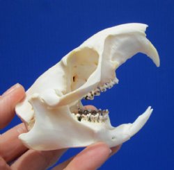 3 to 4 inches Real North American Groundhog Skulls, Woodchuck Skulls <font color=red> Wholesale</font> - Pack of 4 @ $26.00 each; Pack of 5 @ $23.00 each