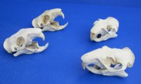 3 to 4 inches Real North American Groundhog Skulls, Woodchuck Skulls <font color=red> Wholesale</font> - Pack of 4 @ $26.00 each; Pack of 5 @ $23.00 each