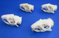 3 to 4 inches Real North American Groundhog Skulls, Woodchuck Skulls <font color=red> Wholesale</font> - Pack of 4 @ $26.00 each; Pack of 5 @ $23.00 each