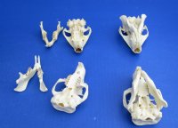 3 to 4 inches Real North American Groundhog Skulls, Woodchuck Skulls <font color=red> Wholesale</font> - Pack of 4 @ $26.00 each; Pack of 5 @ $23.00 each