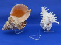 2-1/2 inches 3 Leg Small Plastic Triangle Display Stand  - Packed 12 @ $1.44 each (Seashells pictured are not included)