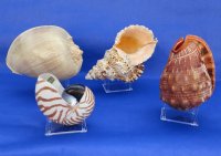 3-1/2 by 2-1/2 inches Small 4 Leg Plastic, Acrylic Seashell and Rock Display Stands for Sale - Pack of 12 @ $1.60 each (Shells shown are not included)