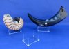 3-1/2 by 2-1/2 inches Small 4 Leg Plastic, Acrylic Seashell and Rock Display Stands for Sale - Pack of 12 @ $1.60 each (Shells shown are not included)