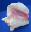 6 to 7-7/8 inches Slit Back Queen Pink Conch Shells <font color=red> Wholesale</font> - Case: 15 @ $8.50 each