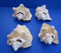 6 to 7-7/8 inches Slit Back Queen Pink Conch Shells <font color=red> Wholesale</font> - Case: 20 @ $8.50 each