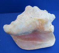 6 to 7-7/8 inches Slit Back Queen Pink Conch Shells <font color=red> Wholesale</font> - Case: 20 @ $8.50 each