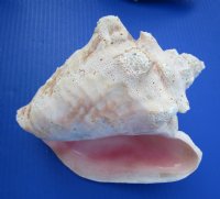 6 to 7-7/8 inches Slit Back Queen Pink Conch Shells <font color=red> Wholesale</font> - Case: 20 @ $8.50 each