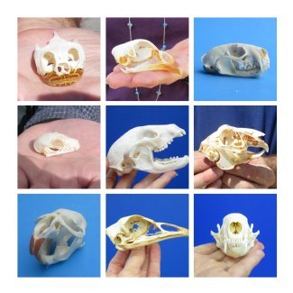 Small Animal Skulls USPS