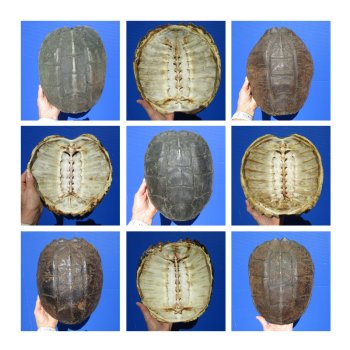 Real Snapping Turtle Shells Individually and Wholesale