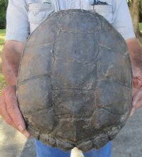Snapping Turtle Shells