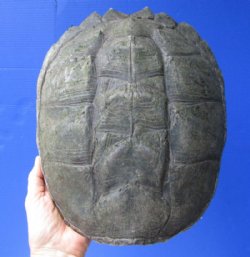 Snapping Turtle Shells