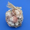 Assorted Seashells in Open Weave Rope Gift Bag, Party Favors for Beach Themed Parties - 24 piece Case of 2.25 pounds gift bags (1000 grams) @ $3.60 a bag;  <font color=red>2 Wholesale</font> Cases of 24 @ $2.25 each