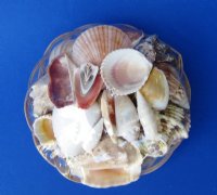 8 inches Round Rattan Basket of Seashells in Bulk Case: 12 @ $2.33 each