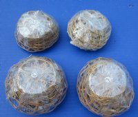 4 inches Small Round Basket of Seashells - 12 @ $1.20 each