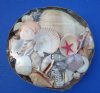 12 inches Extra Large Round Basket of Seashells for Sale (4-1/2 pounds of shells in each basket) - Case of 6 @ $4.40 each; 
