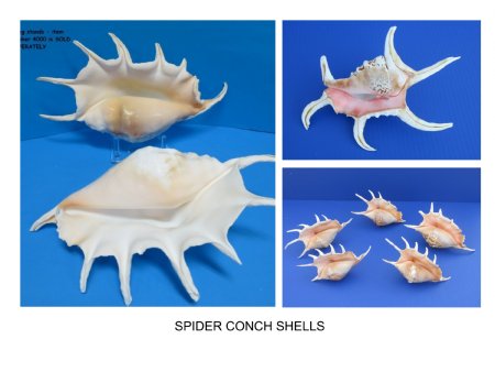 Spider Conch Shells