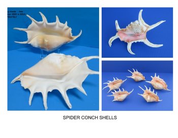 Spider Conch Shells