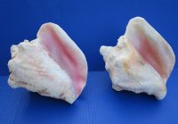 6 to 7-7/8 inches Slit Back Queen Pink Conch Shells <font color=red> Wholesale</font> - Case: 20 @ $8.50 each