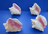 6 to 7-7/8 inches Slit Back Queen Pink Conch Shells <font color=red> Wholesale</font> - Case: 20 @ $8.50 each