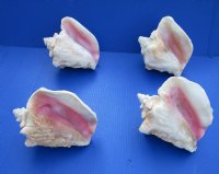 6 to 7-7/8 inches Slit Back Queen Pink Conch Shells <font color=red> Wholesale</font> - Case: 20 @ $8.50 each